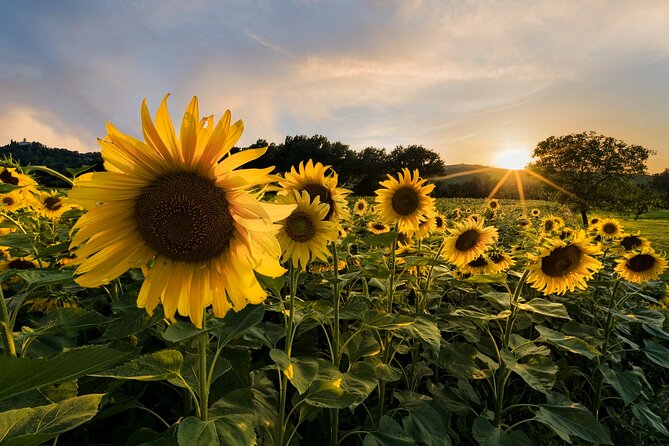 Bologna Surroundings Photo Tour: Rolling Hills and Ravines - Price and group size: is it worth $481.65?