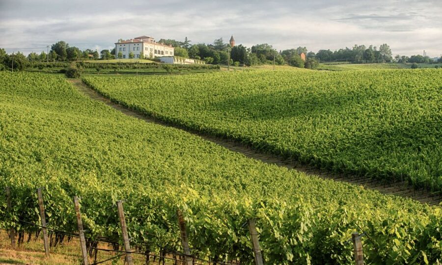 Bologna Vineyard Vista: a journey through Emilian wines - Key Highlights You’ll Actually Feel