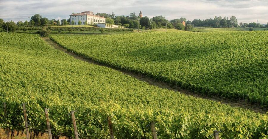 Bologna Vineyard Vista: a journey through Emilian wines - Should You Book Bologna Vineyard Vista?