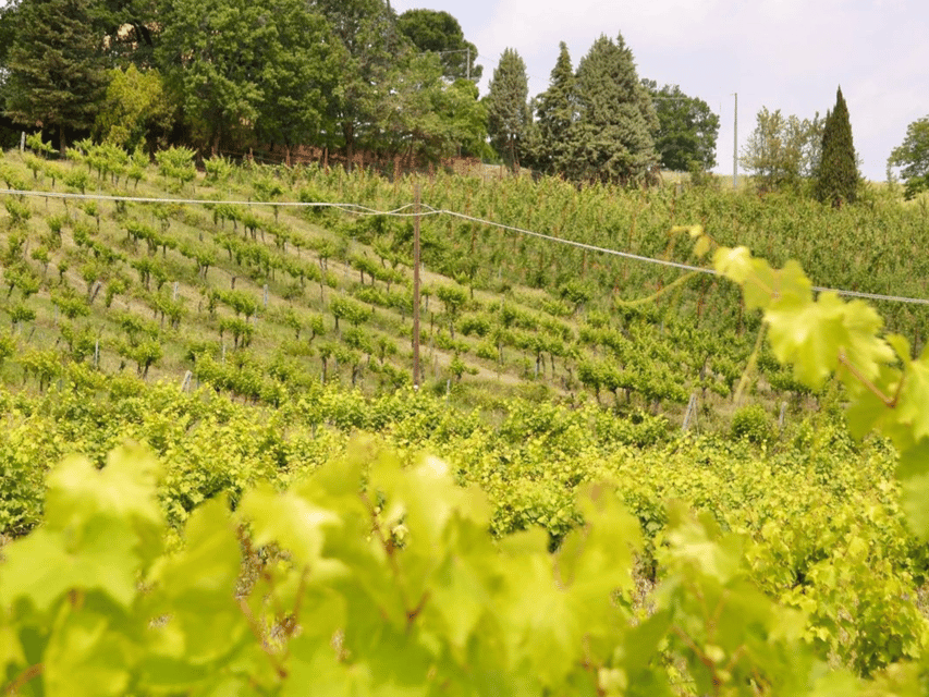 Boutique Winery Tour with Wine Tasting & Food in Bologna - Food pairings: tigelle, mortadella, Parmigiano Reggiano, and local salami