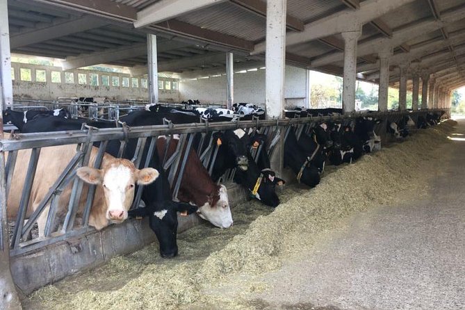 Food Tour: Parmigiano, Balsamic, Red Wine, lunch,transport - Stop 2: Caseificio Bio Reggiani and what Parmigiano aging really means