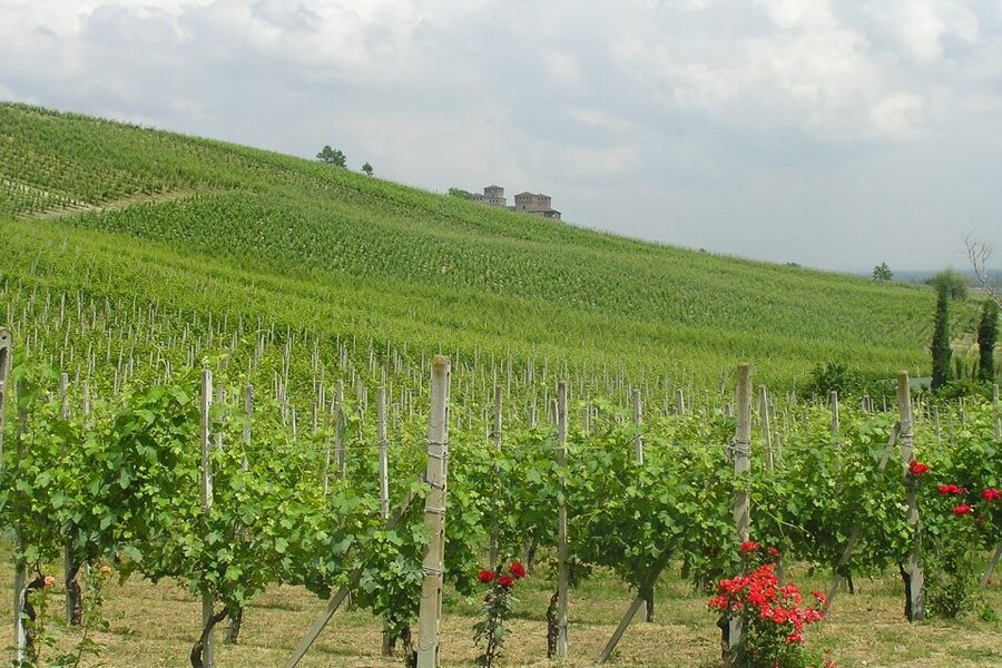 From Parma: Parmesan, Parma Ham & Balsamic Vinegar Tour - Price and Value for a 7.5-Hour Parma Circuit