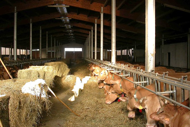 From Parma: Parmigiano Reggiano Farm Tour & Tasting with Transfer - Price and value: what $89.49 buys you in Parma