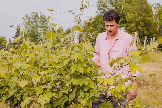 Montevecchio Isolani wine tasting experience - Buying wine and taking it home: what to know