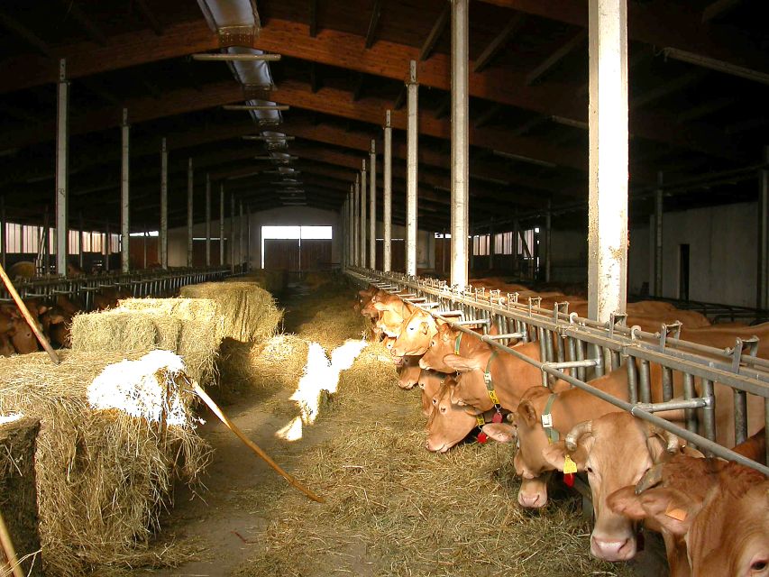 Parma: Parmigiano Reggiano Farm Tour & Tasting with Transfer - The stagionatura rooms: what thousands of wheels teach you