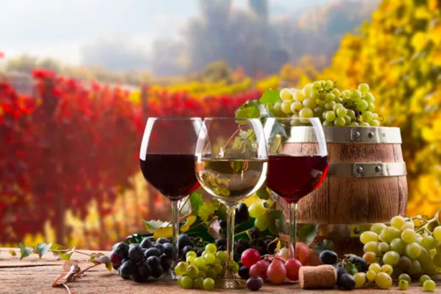 Parma: Winery Tour and tasting - Who this tour suits best