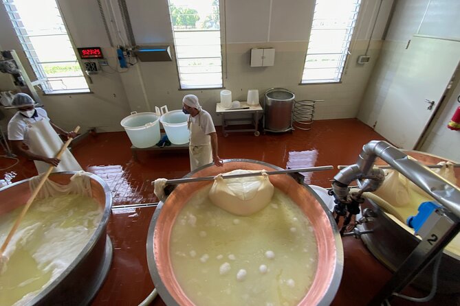 Parmigiano-Reggiano Cheese Factory Small group Tour From Parma - Price and value: is $84.11 worth it?