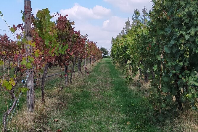 Private Balsamic vinegar & Parmigiano Reggiano factory visits - Price and value: why $228.56 can make sense