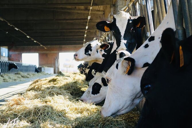 Slow Parma Food Experience Half Day Private Tour and Tasting - Value check: is $282.69 per person a smart use of your time?