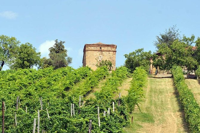 Wine experience Bologna hills - Key highlights you’ll actually care about
