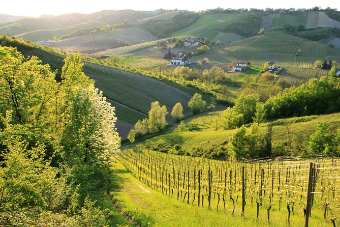 Wine experience Bologna hills - Two wineries in one outing: what changes from stop to stop