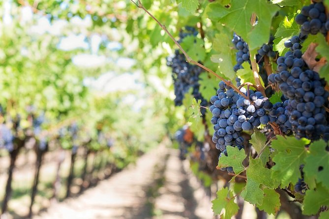 Wine experience Bologna hills - Fiorini cellar time and the Lambrusco lesson with Christina