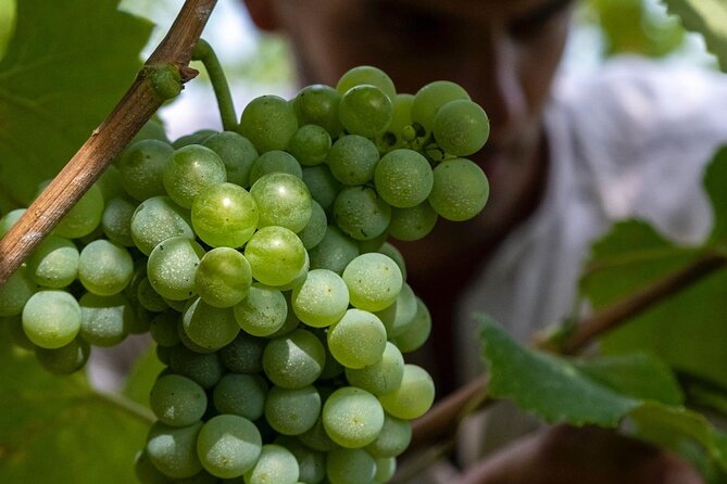 Winery Tour and tasting - Key highlights before you go