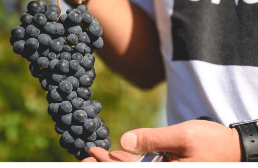 Winery Visit on Parma Hills & Wine Tasting with Food Platter - Key highlights to look forward to